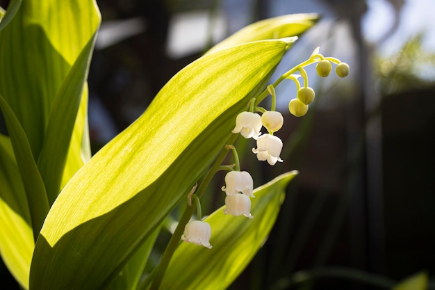 Het lelietje-van-dalen is een kleine klokvormige witte bloem Het is de bloem van 1 mei
