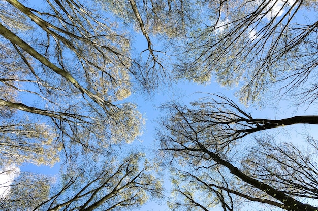 Het lentebos gaat de blauwe lucht in. Scène in het bos. natuurlijke abstractie.