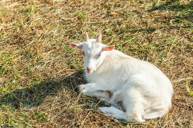 Het leuke jonge babygeit ontspannen in boerderijlandbouwbedrijf in de zomerdag. Binnenlandse geiten grazen in de wei en kauwen, platteland. Geit in natuurlijke eco-boerderij groeien om melk en kaas te geven.