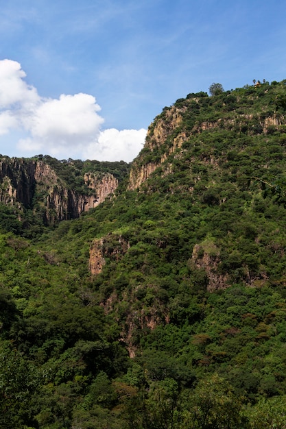 Foto het leven in het landschap van mexico met bos