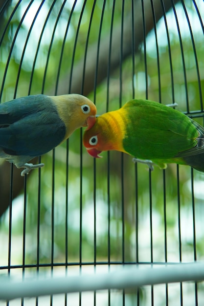 Het leven van de liefdevogel. vol liefde en kus. samen. natuurvogel met onscherpe achtergrond