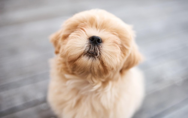 Het leven zou kemphaan zijn zonder honden Shot van een schattige hond die buiten op een houten veranda zit