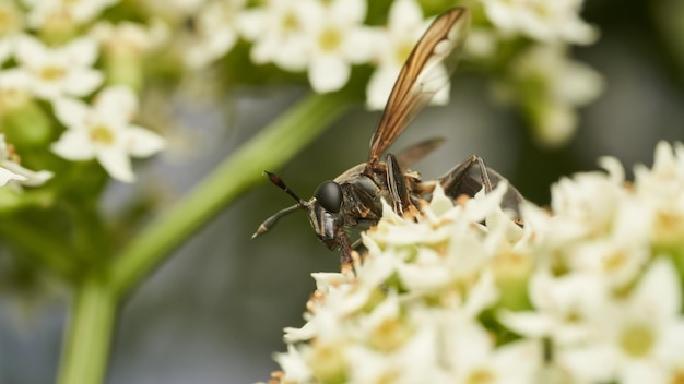 Het lijkt op een wesp, maar het is een zweefvlieg op witte bloemen