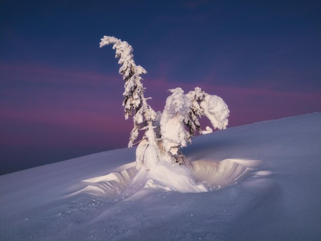 Het magische bizarre silhouet van de spar is beplakt met sneeuw bij de paarse dageraadachtergrond. Arctische harde natuur. Mystiek sprookje op de winterberg. Sneeuw bedekt kerst spar op berghelling.