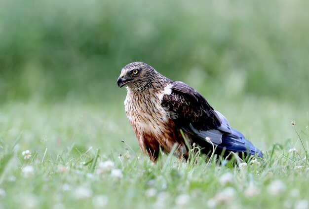 Het mannetje De bruine kiekendief (Circus aeruginosus) zit op de grond tussen dik gras.