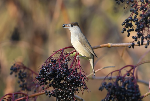 Het mannetje en vrouwtje van de Euraziatische zwartkop (Sylvia atricapilla) zijn close-ups op zwarte vlierbessenstruiken en bij het water in zacht ochtendlicht.