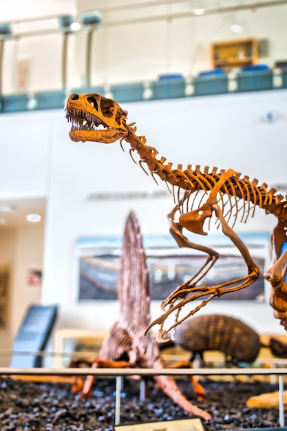 Foto het mayer museum van de angelo state university in san angelo, texas, heeft een levensgroot dinosaurusmodel als onderdeel