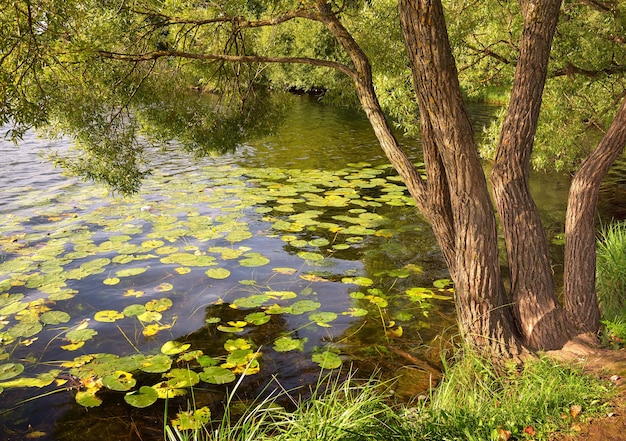 Het meer in het park. Wilg aan de kust, waterlelies drijvend op het water