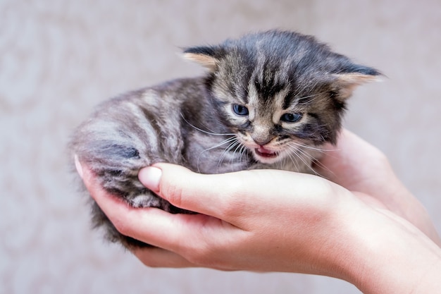 Het meisje heeft een klein pluizig katje in haar handen. Een manifestatie van liefde voor dieren_