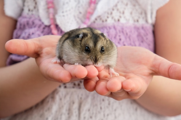 Foto het meisje houdt een kleine hamster in haar armen