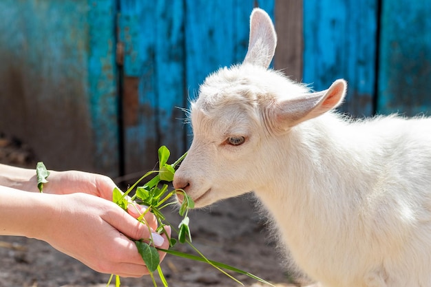 Het meisje houdt in de handen van vers groen gras en voedt een kleine geit. Dieren verzorgen