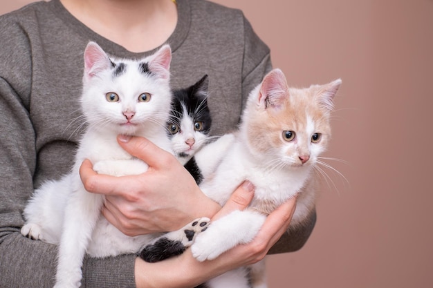 Het meisje houdt kittens in haar armen close-up liefde voor katten