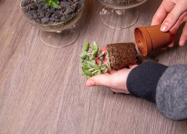 Het meisje is bezig met het verplanten van vetplanten in een glazen florarium Hobby's huisbloemen