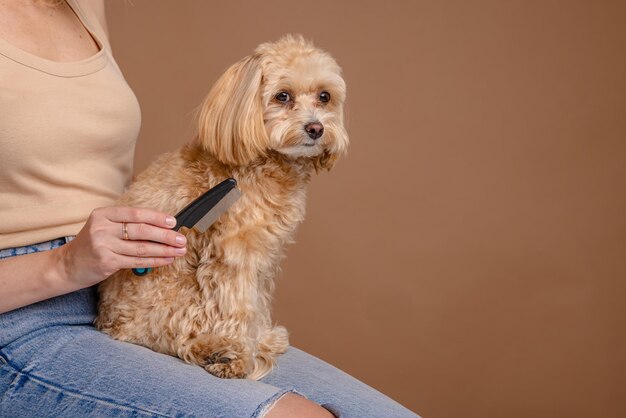 Het meisje kamt het haar van een huisdier van het ras Maltipoo