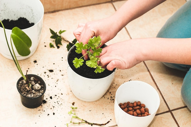 Het meisje plant zelfgemaakte groene potten opnieuw