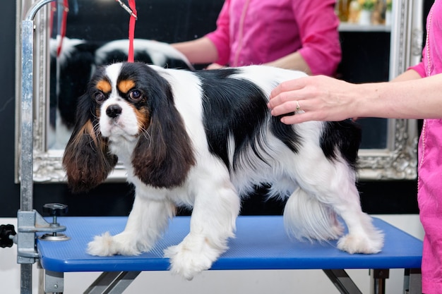 Het meisje toont de cavalier King Charles-spaniël na een knipbeurt per ras