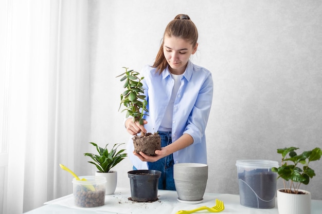 Het meisje verplant een kamerplant crassula in een nieuwe bloempot Woonplant verzorgingsconcept