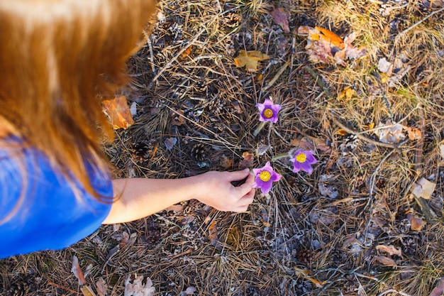 Het meisje verzamelt pasqueflower in het lentebos