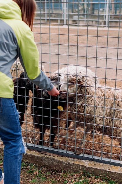 Het meisje voedt een bruin schaap en een witte ram. Dieren Eten Appels Net Kooi Zoogdieren Dierentuin Selectieve aandacht