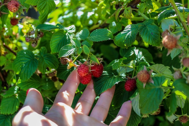 Het met de hand plukken van rijpe bessen van frambozen