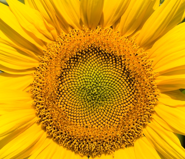 Het midden van de bloeiwijze van gele zonnebloemen in het veld, groeiende voedsel, zonnebloem veld tijdens bloei en bestuiving, close-up