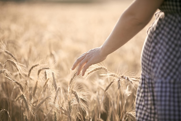 Het midden van de tarwe die op het veld groeit