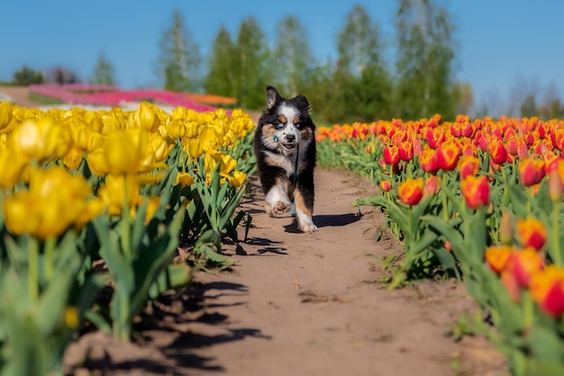 Het miniatuur American Shepherd-puppy in tulpen. Hond in bloemenveld. Bloeiend. Lente