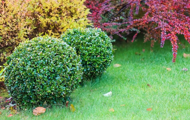 Het modelleren van een tuin met een groen gazon kleurrijke decoratieve struiken en gevormde taxus en buxus