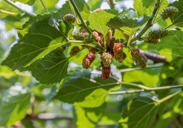 Het moerbeiboomlandbouwbedrijf in zonlicht sluit omhoog