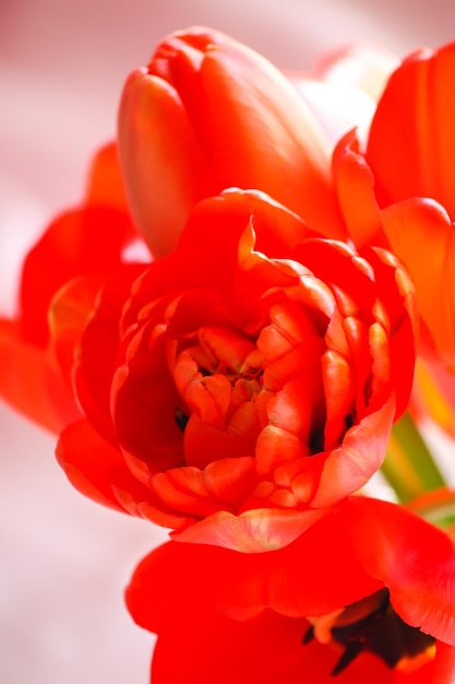 Het mooie de lenteboeket van tulpenbloemen sluit omhoog