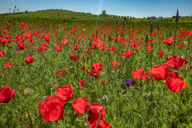 Het mooie en rode tulpenveld