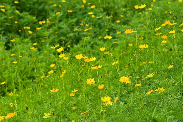 Het mooie gele veld van de kosmosbloem