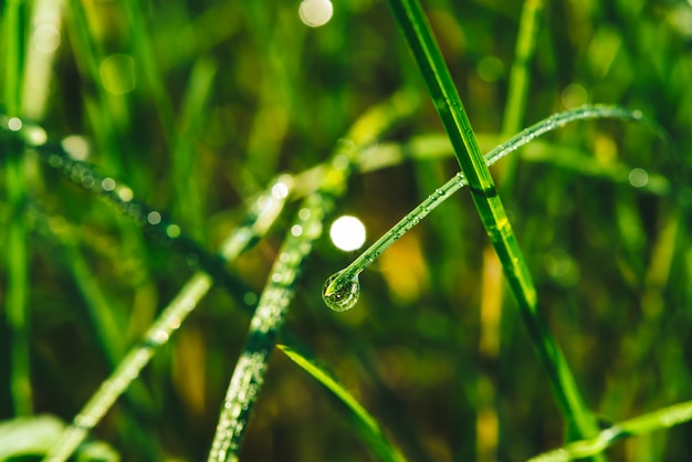 Het mooie levendige glanzende groene gras met dauw laat vallen close-up met copyspace. Puur, aangenaam, mooi groen met regendruppels in zonlicht in macro. Achtergrond van groene getextureerde planten in regenweer.