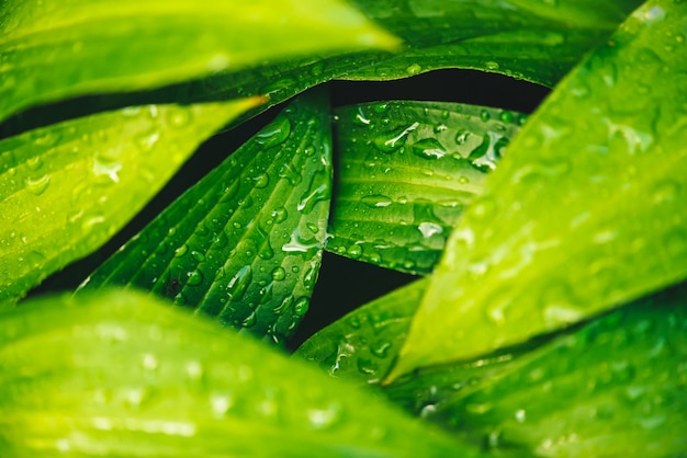 Het mooie levendige glanzende groene gras met dauw laat vallen close-up met exemplaarruimte. Puur, aangenaam, mooi groen met regendruppels in zonlicht in macro.