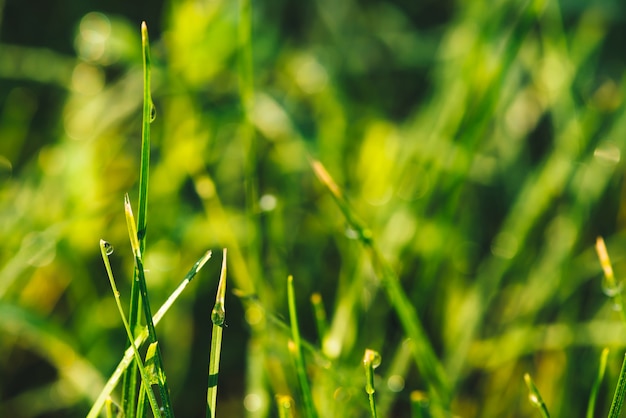 Het mooie levendige glanzende groene grassprietje met dauw laat vallen close-up met exemplaarruimte. Puur, aangenaam, mooi groen met regendruppels in zonlicht in macro. Groene getextureerde planten in regenweer.