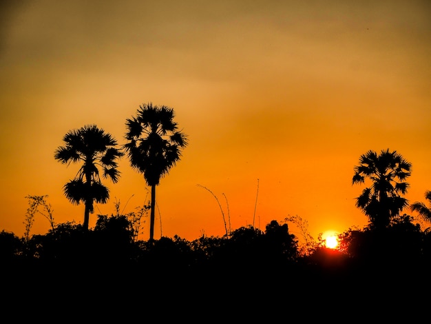 Het mooie Oranje verbazende landschap van de Zonsondergangaard met de achtergrond van het palmensilhouet