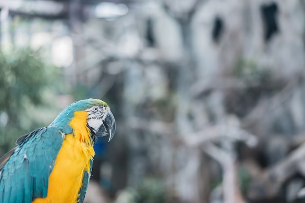 Het mooie portret van de arapapegaai, vogel in de tuin.