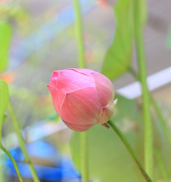 Het mooie roze water bloeit lilly tegen aardachtergrond