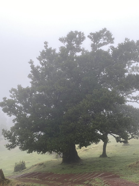 Het mystieke laurierbos van Madeira gehuld in mist