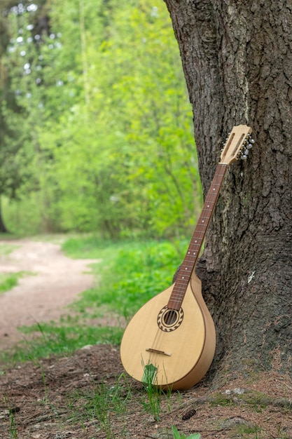 Het nationale Griekse met een snaartokkel geplukte muziekinstrument Bouzouki stond tegen een boom geleund