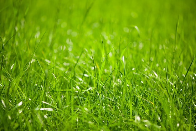 Het natuurlijke groene gras met selectieve aandacht