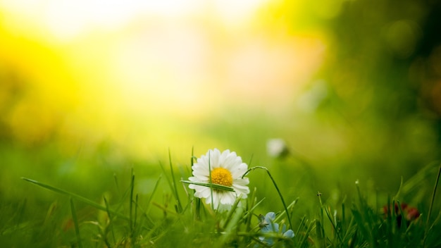 Het natuurlijke landschap van de lente is fris en prachtige wilde bloemen die bij zonsopgang in het gras bloeien