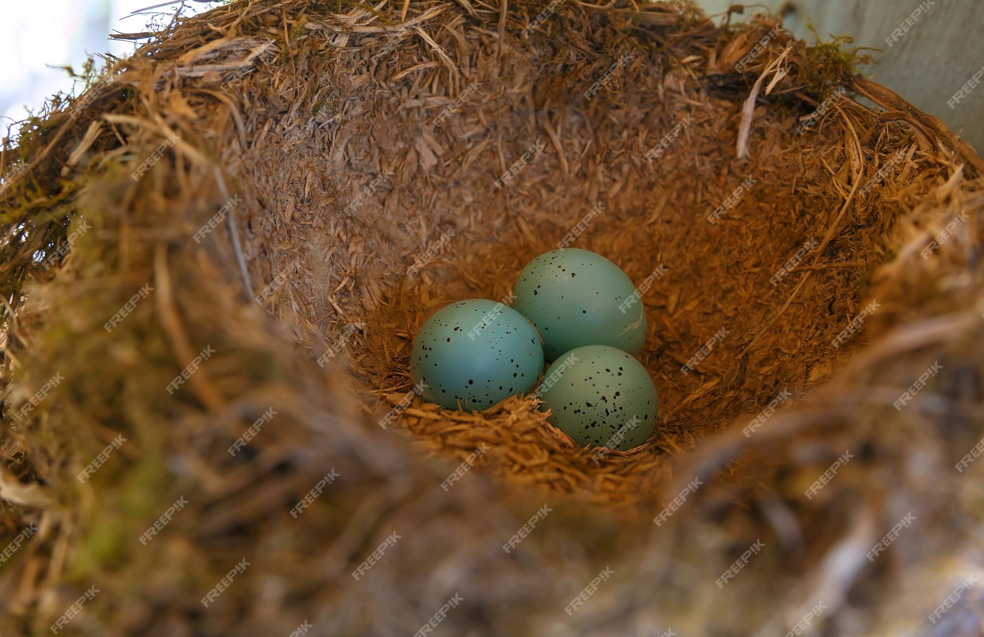Afslachten Reizen spiraal Het nest van de merel met drie blauwe eieren | Premium Foto