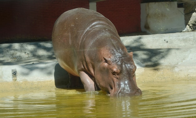 Het nijlpaard. op het heldere nijlpaardnijlpaard in water