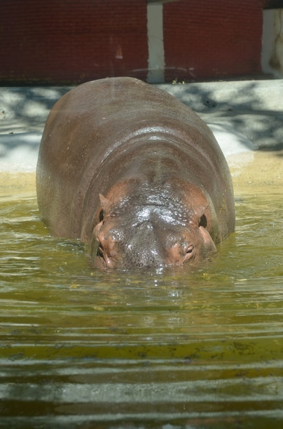 Het nijlpaard. op het heldere nijlpaardnijlpaard in water