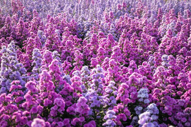 Het ochtendbloemenveld staat vol met prachtige paarse bloemen met een verscheidenheid aan tinten, die er verfrissend en spectaculair uitzien.