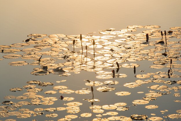 Het ochtendzonlicht bespatte neer in de natuurlijke schoonheid van de lotusbloemochtend.