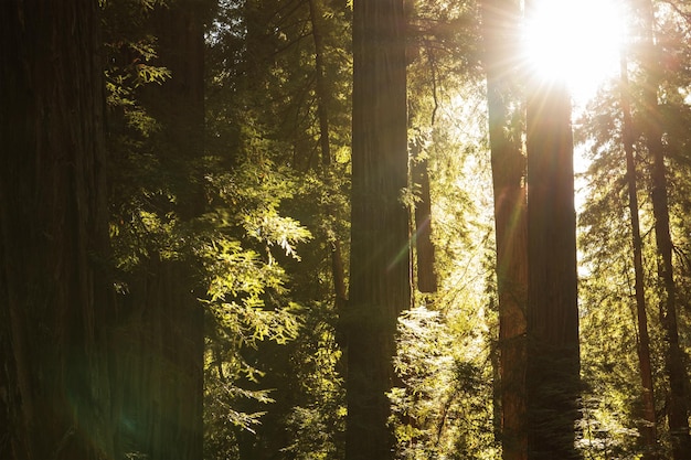 Het ochtendzonlicht komt door de sequoia's