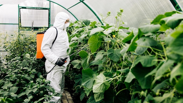 Het onderwerp industriële landbouw Een persoon spuit giftige pesticiden of insecticiden op een plantage Onkruidbestrijding