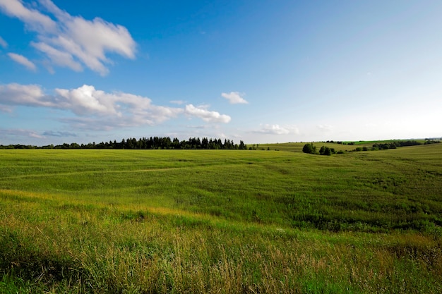 Het onrijpe groene gras groeit op landbouwgebied